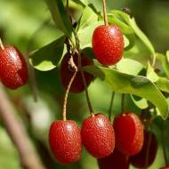 Саженец Гуми в контейнере